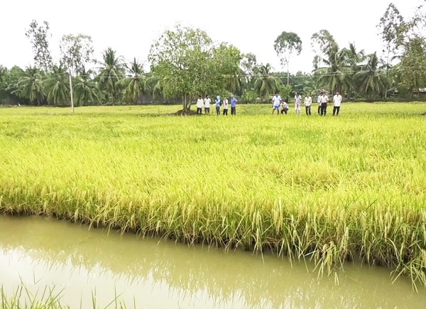 Sản xuất lúa hữu cơ trên đất nuôi tôm mang lại hiệu quả kinh tế cao